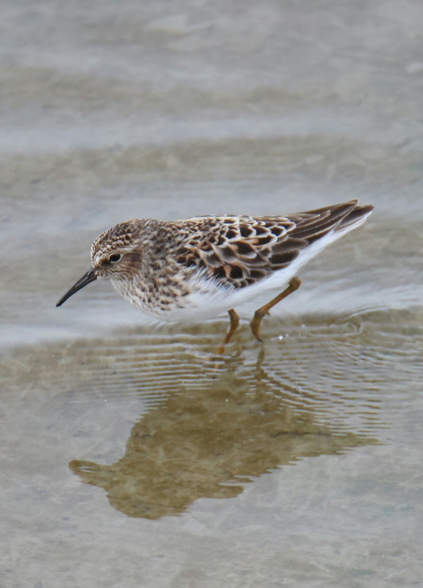 Least Sandpiper - Juan Aguayo