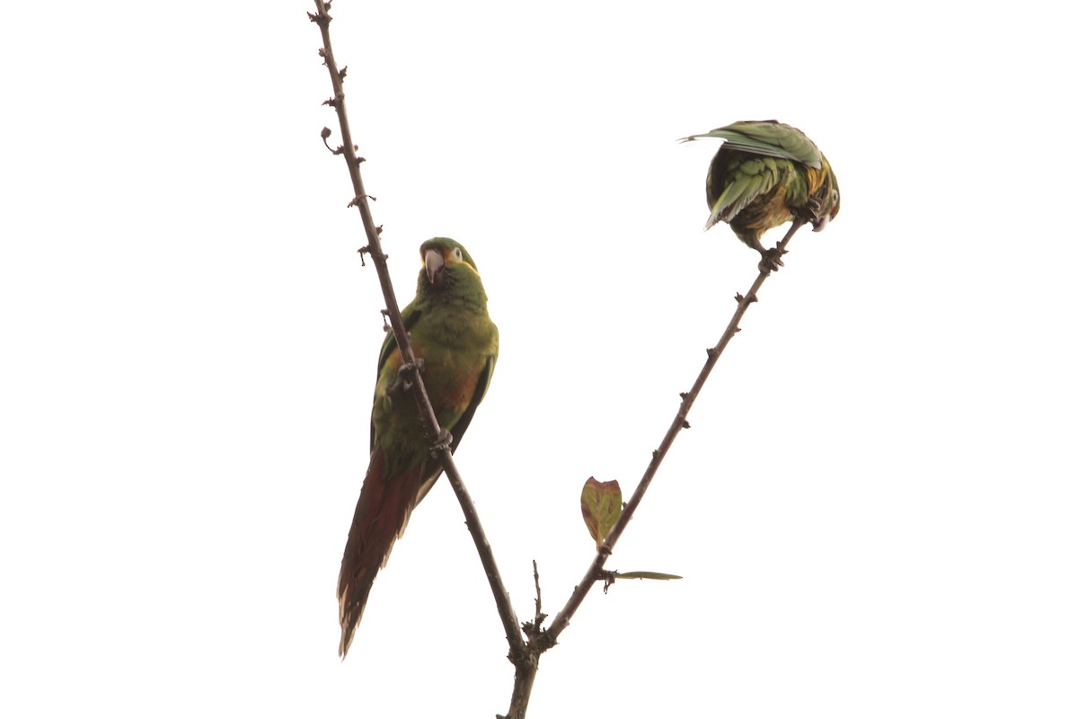 Golden-plumed Parakeet - William Rivera tapia