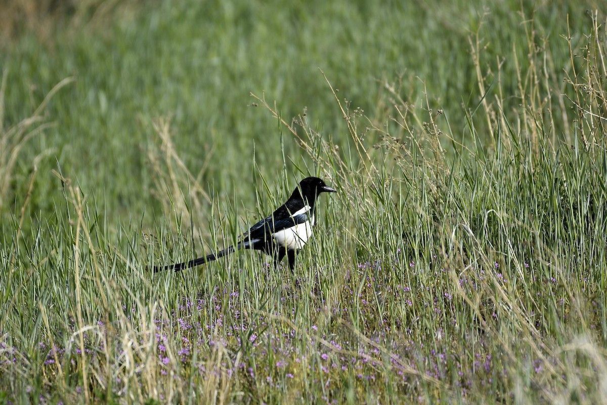 Black-billed Magpie - ML617994978