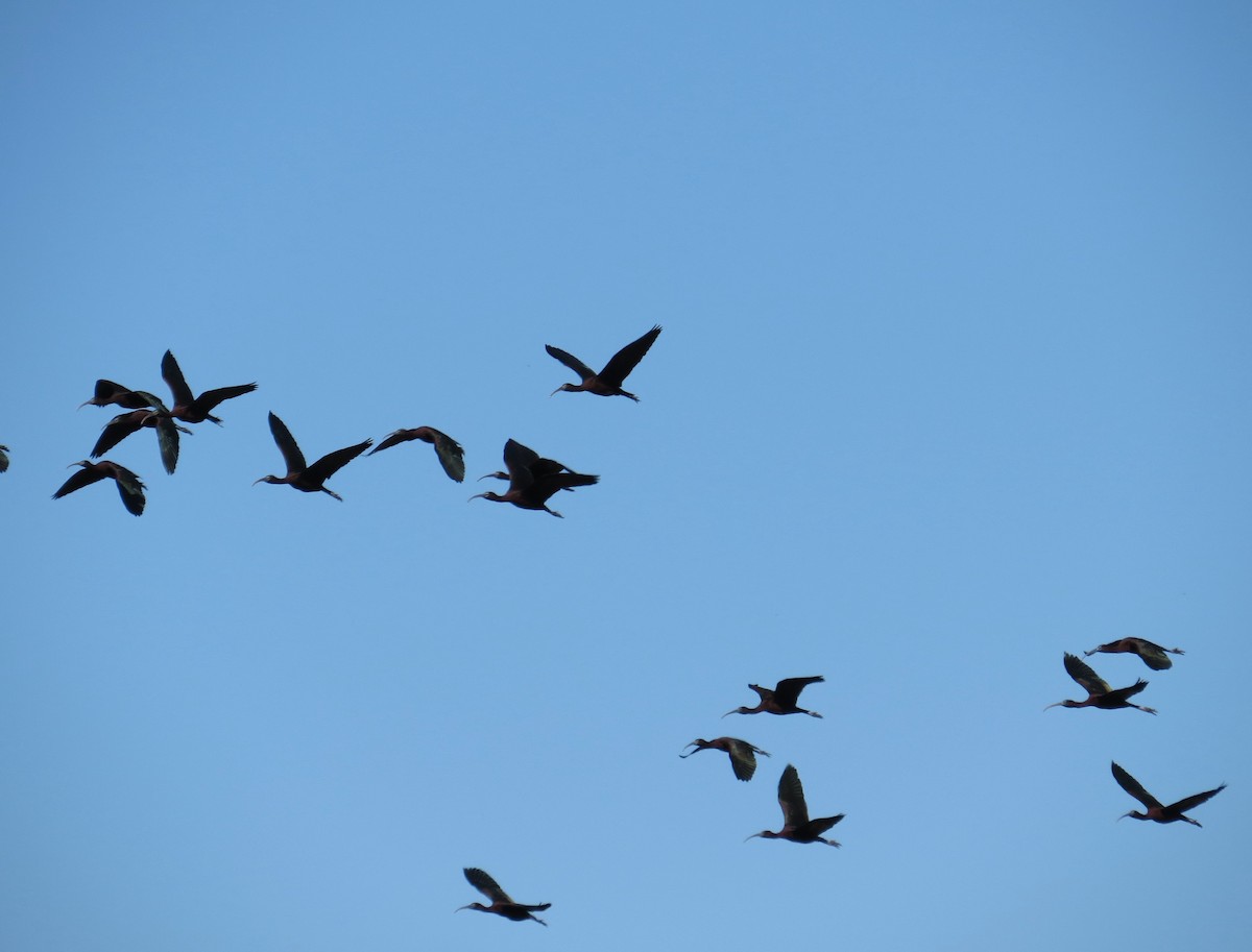 Glossy Ibis - ML617994989