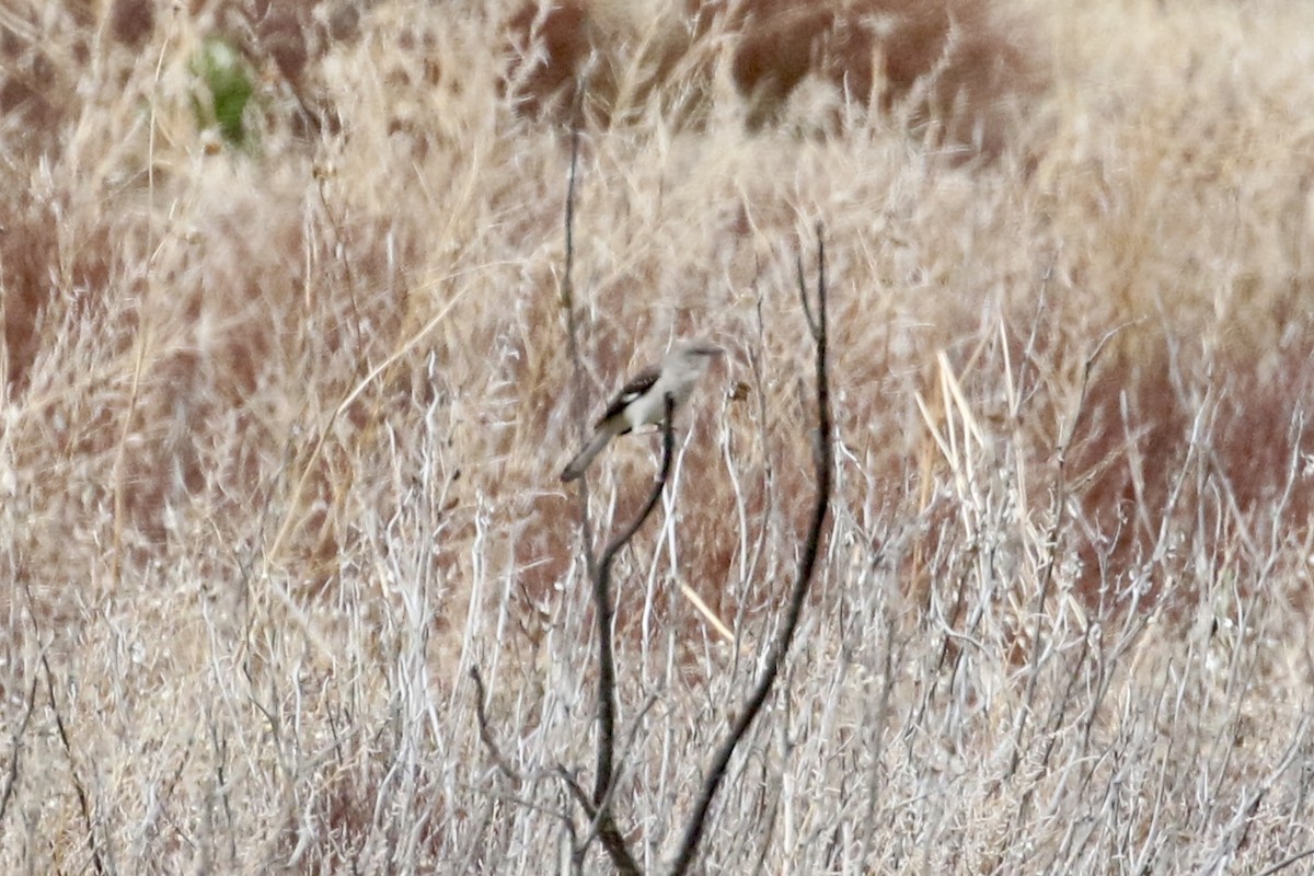 Northern Mockingbird - ML617994993