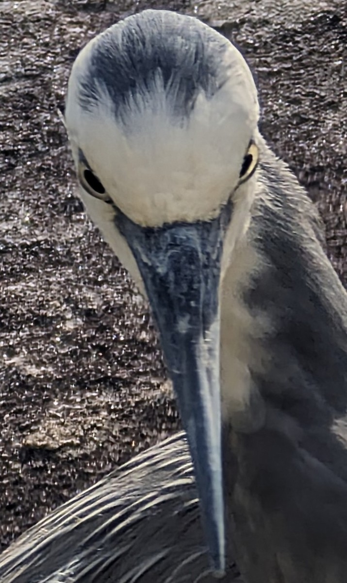 White-faced Heron - ML617995003
