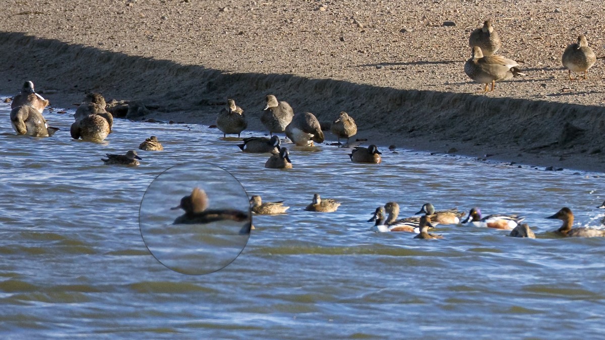 Hooded Merganser - ML617995013