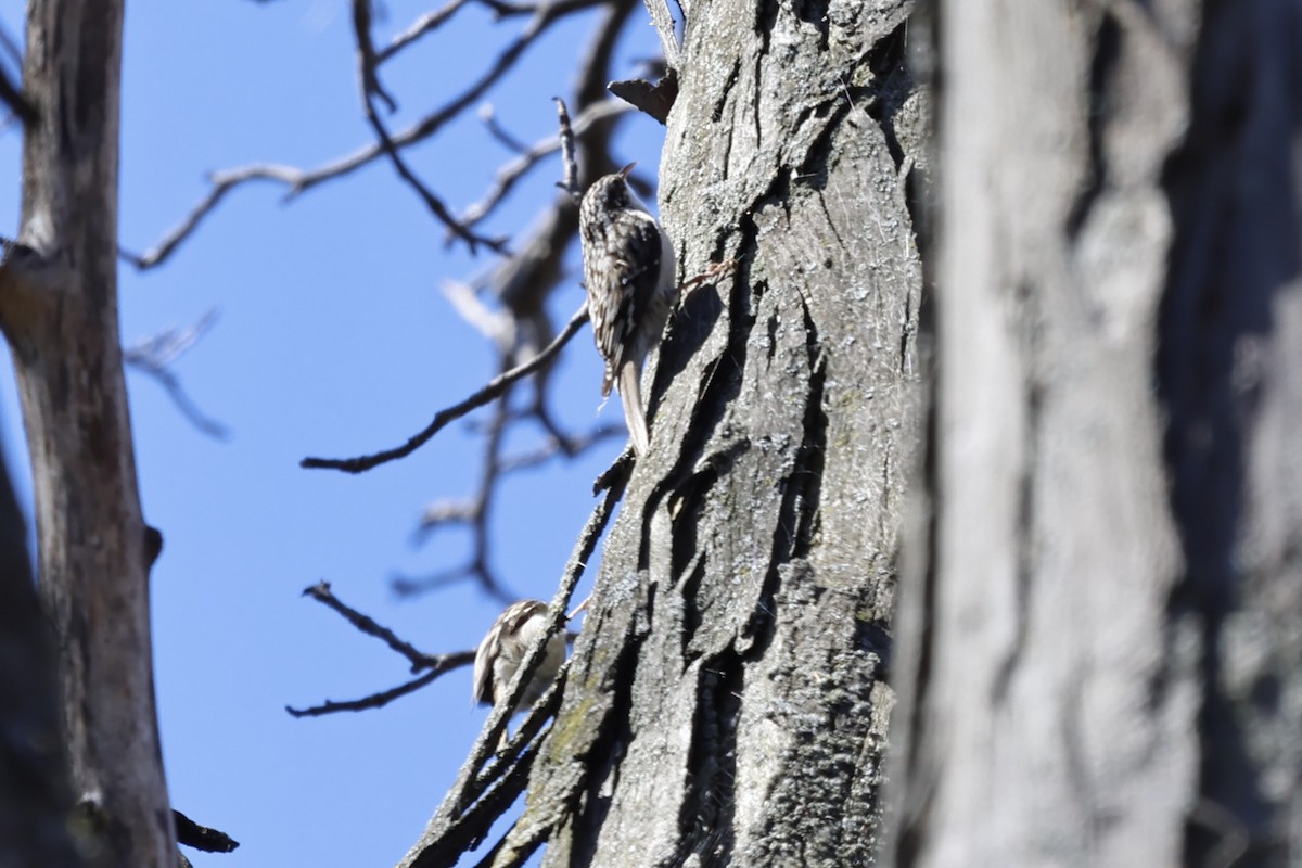 Brown Creeper - ML617995037