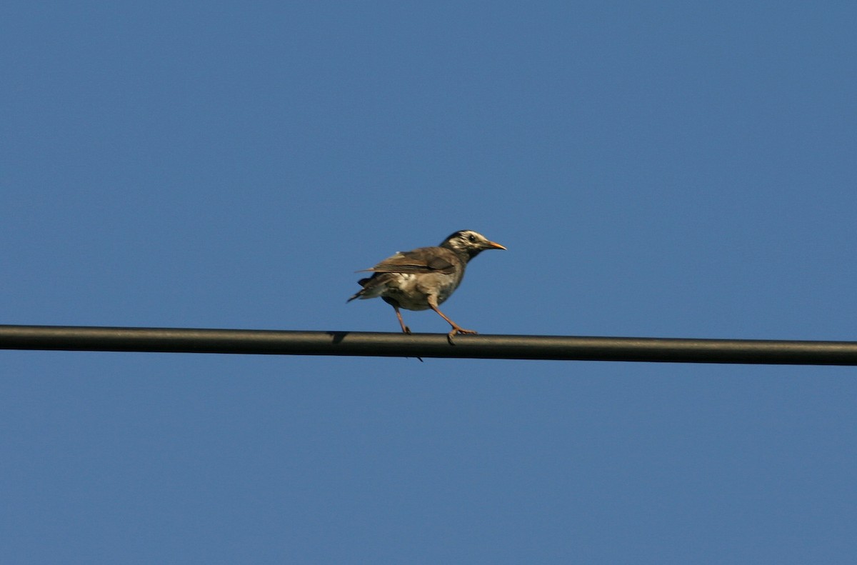 White-cheeked Starling - William Clark