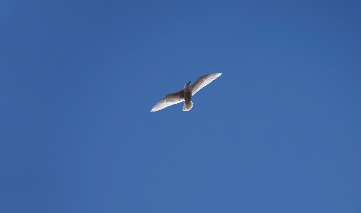 Iceland Gull - ML617995092