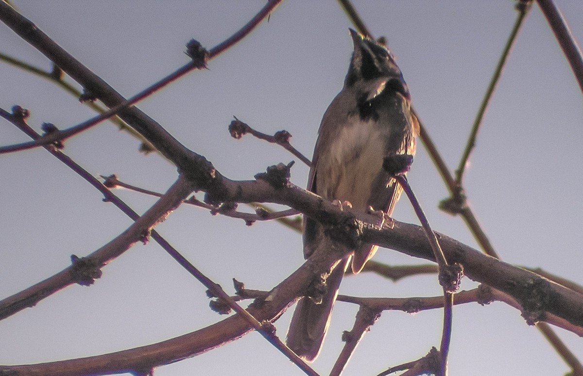 Five-striped Sparrow - ML617995104