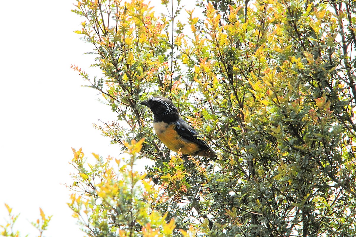 Buff-breasted Mountain Tanager - William Rivera tapia