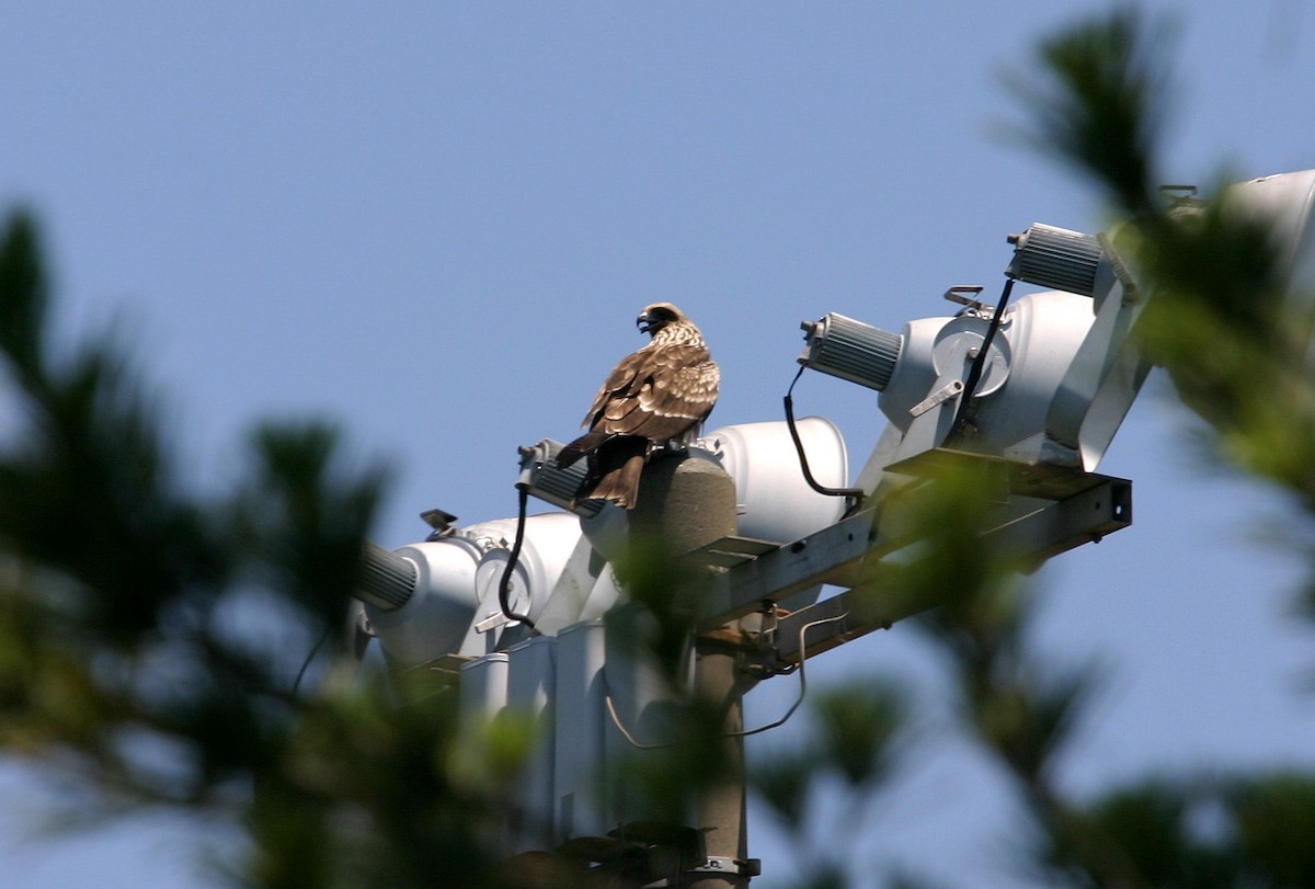 Black Kite - William Clark