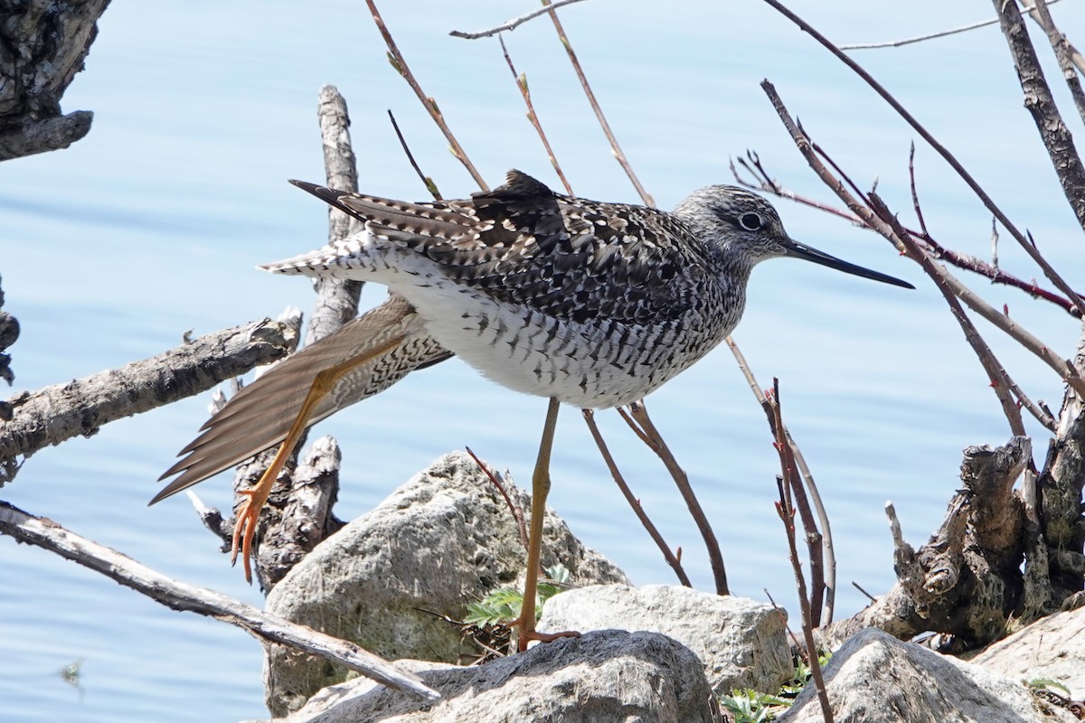 Greater Yellowlegs - mc coburn