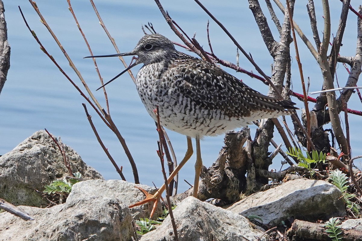 Greater Yellowlegs - ML617995121