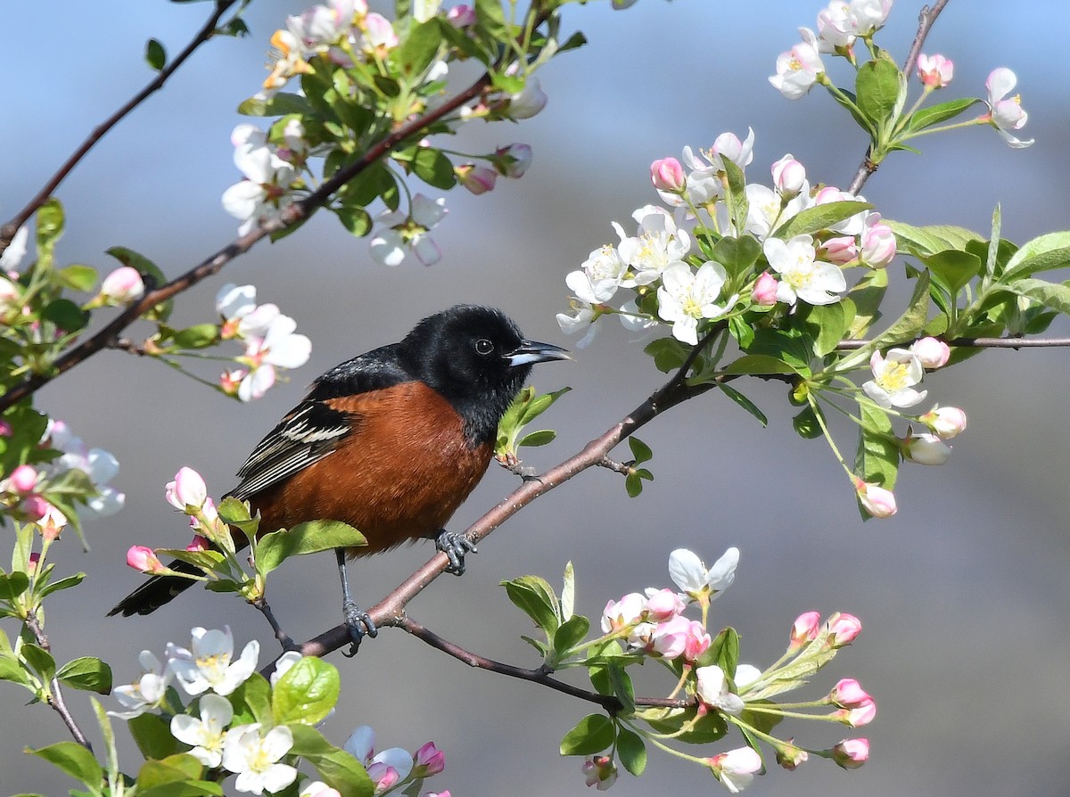 Orchard Oriole - ML617995137
