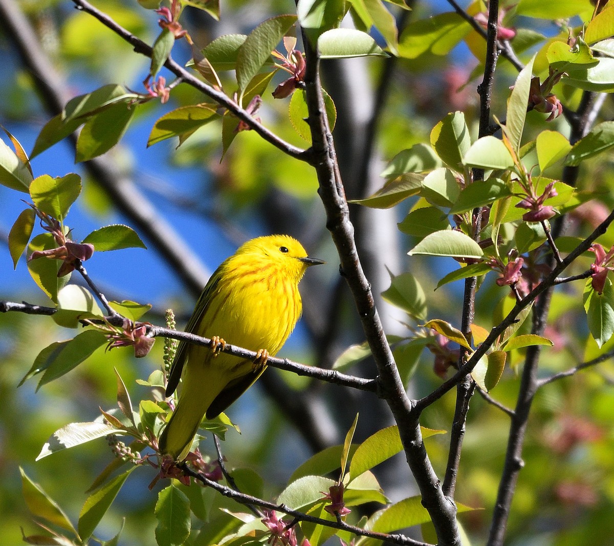 Yellow Warbler - ML617995141