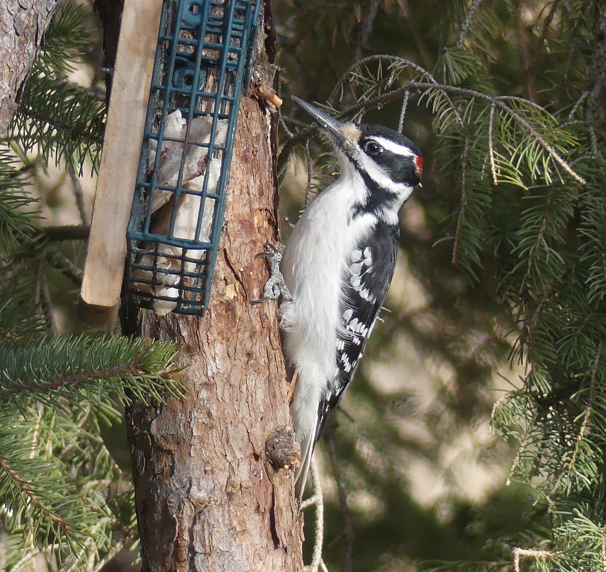 Hairy Woodpecker - ML617995146