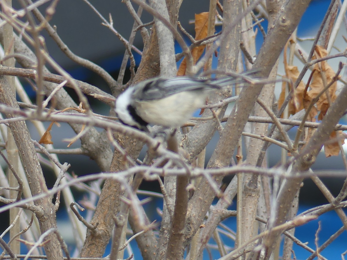 Black-capped Chickadee - ML617995164