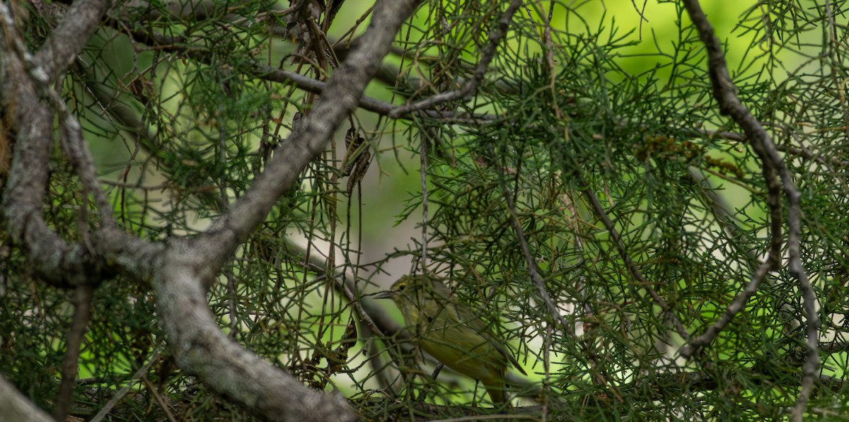 Orange-crowned Warbler - Sam Maddux