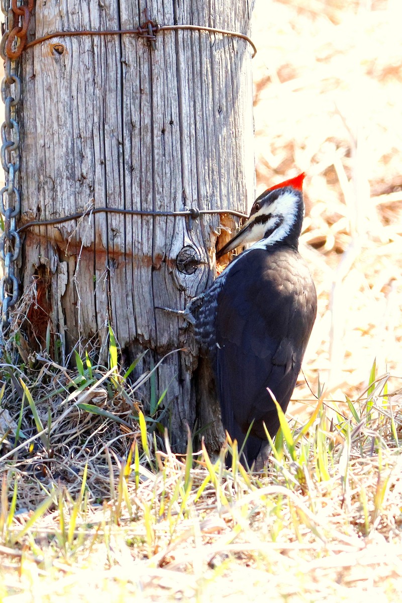 Pileated Woodpecker - Maurice Raymond