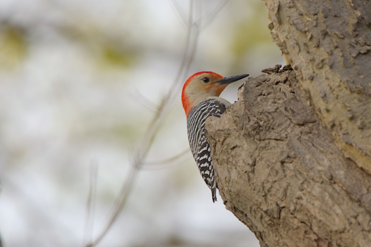 Red-bellied Woodpecker - ML617995199