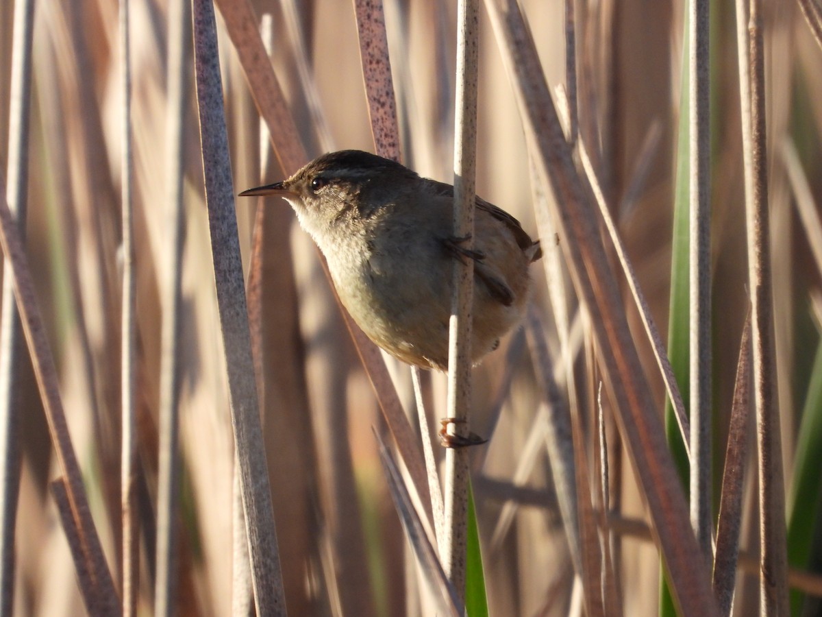 Marsh Wren - ML617995252