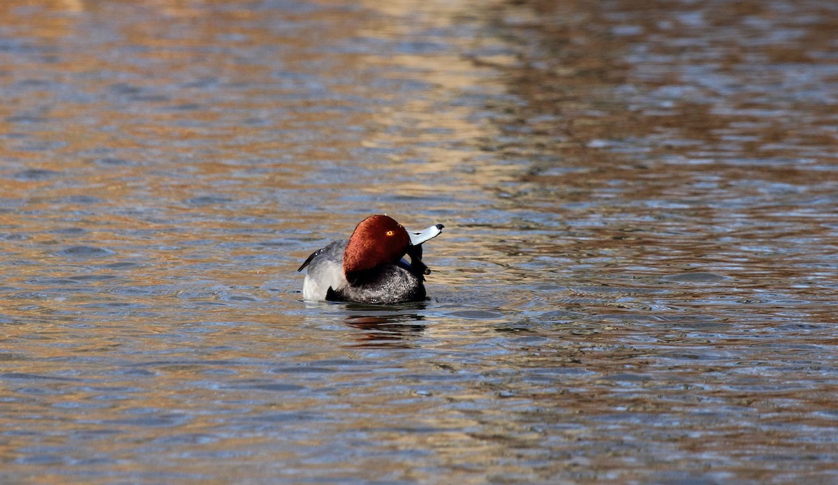 Redhead - Lawrence Pugliares