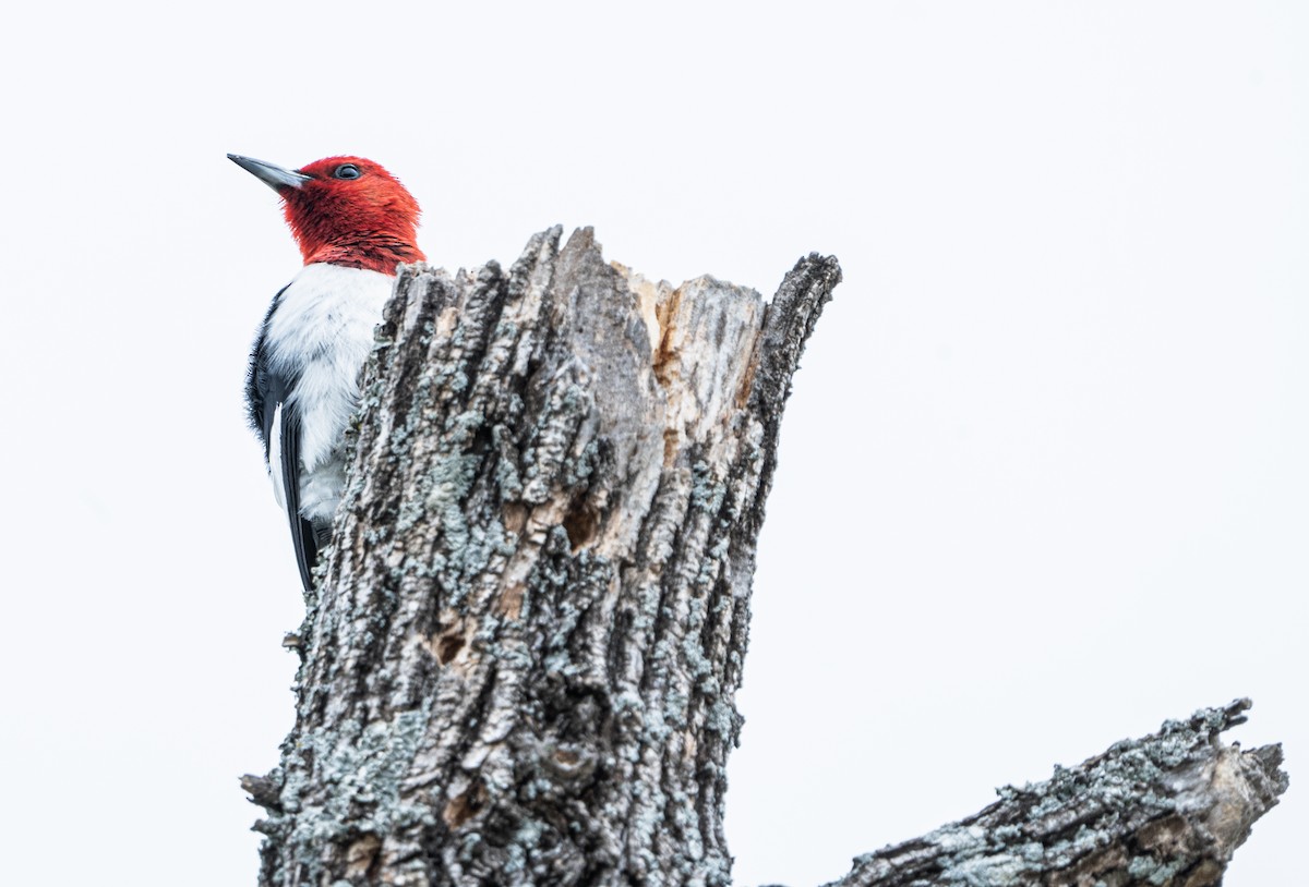 Red-headed Woodpecker - Ted Zobeck