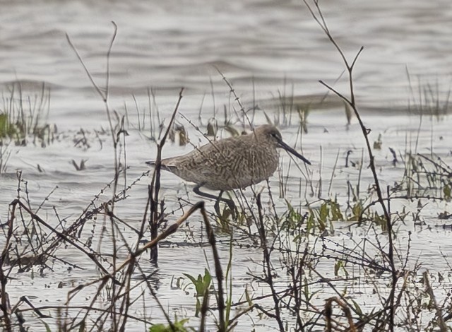 Willet - Peter Kondrashov