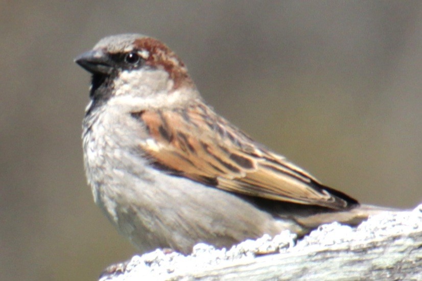 House Sparrow - ML617995337