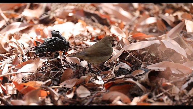 Swainson's Warbler - ML617995340