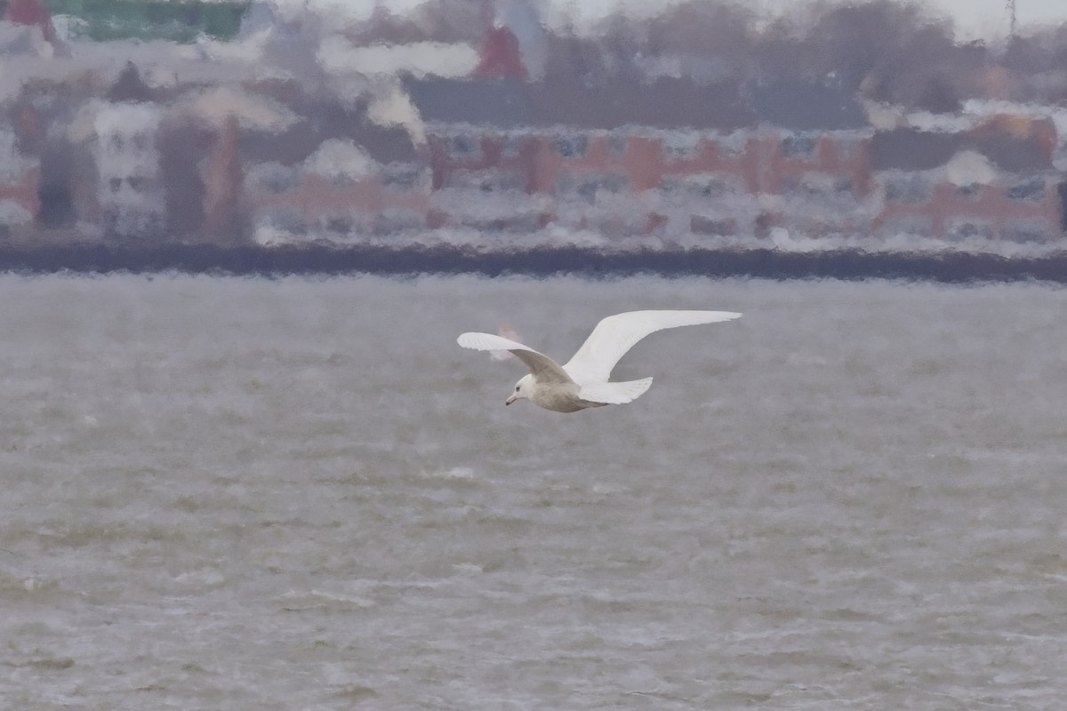 Glaucous Gull - ML617995373