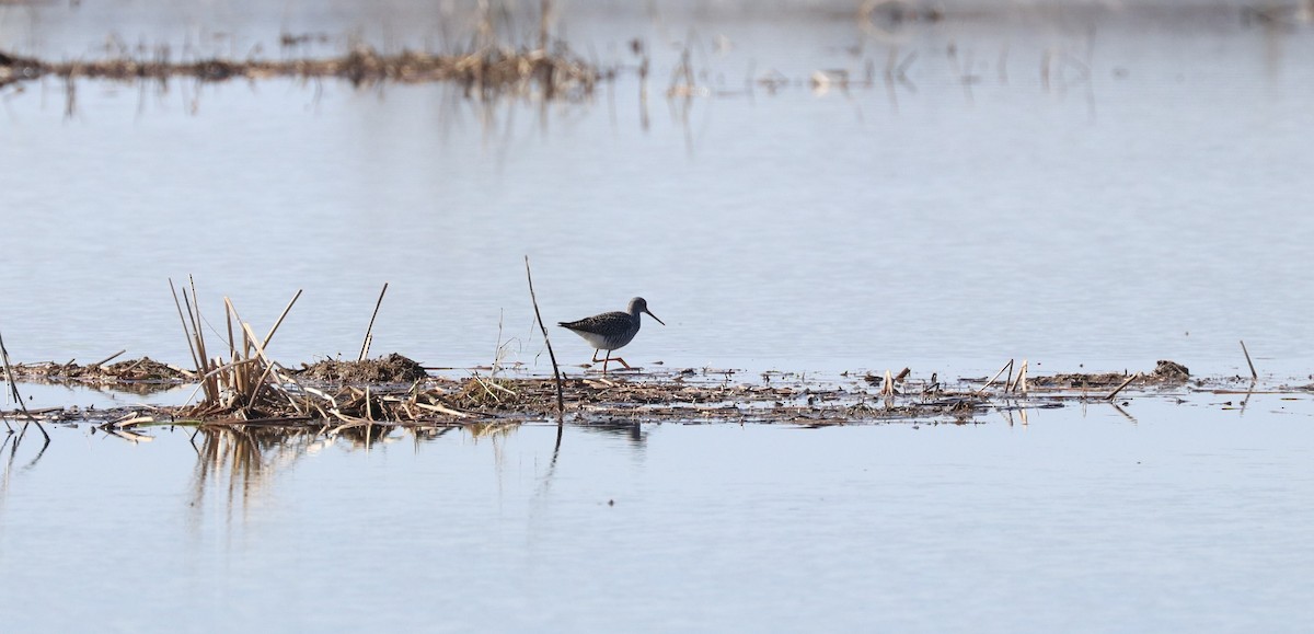 Greater Yellowlegs - ML617995387