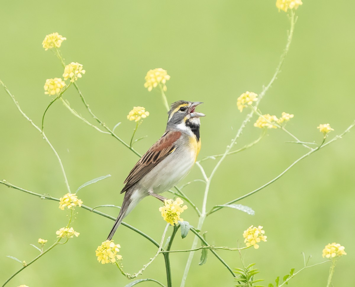 Dickcissel d'Amérique - ML617995394