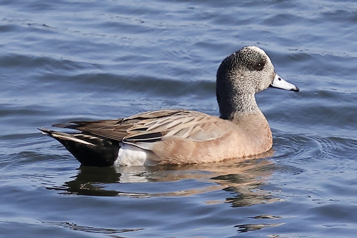 American Wigeon - ML617995426