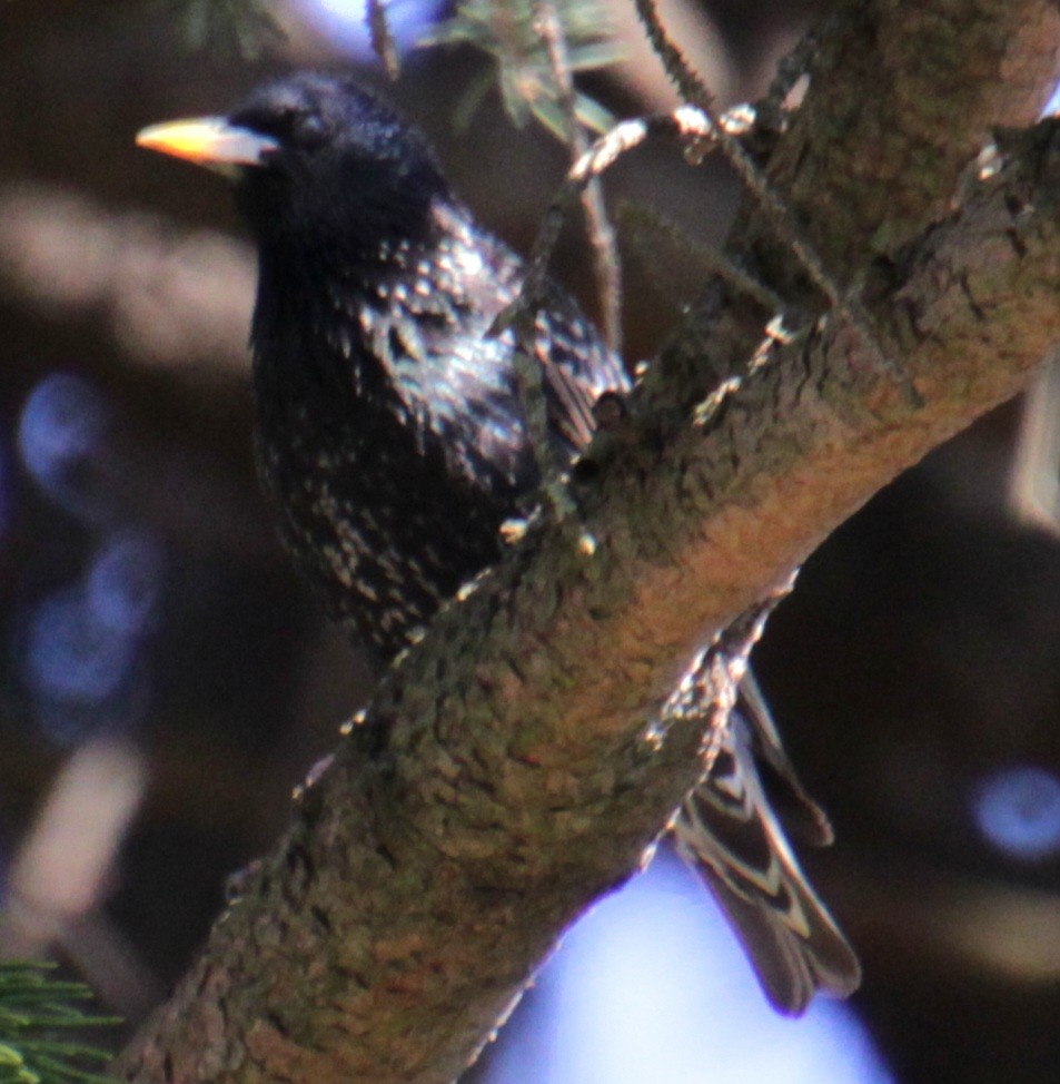 European Starling - ML617995483