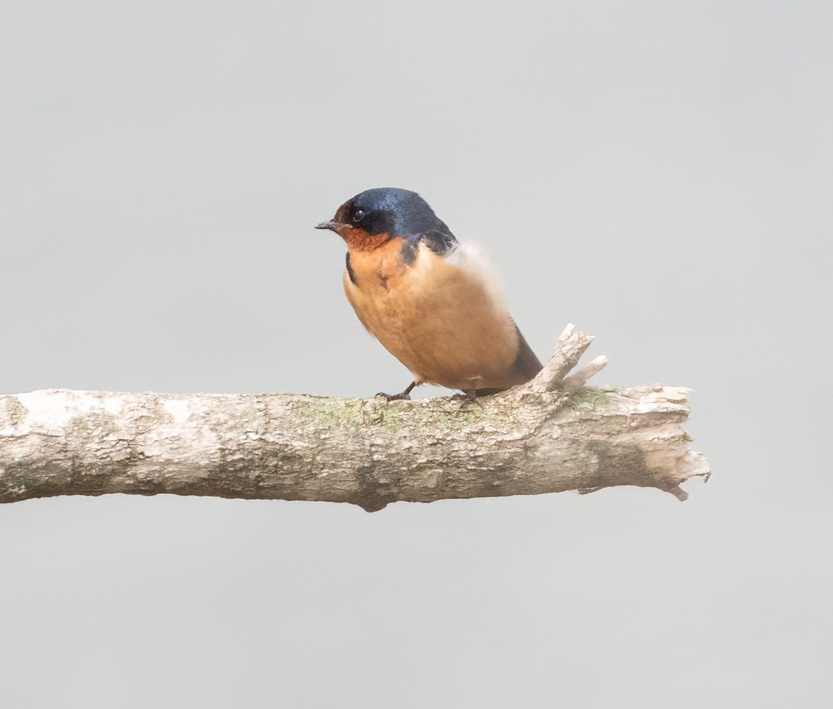 Barn Swallow - Ted Zobeck
