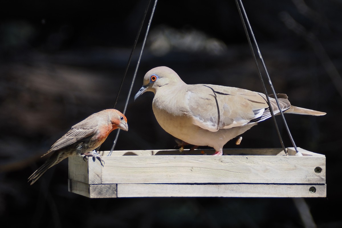 White-winged Dove - ML617995499