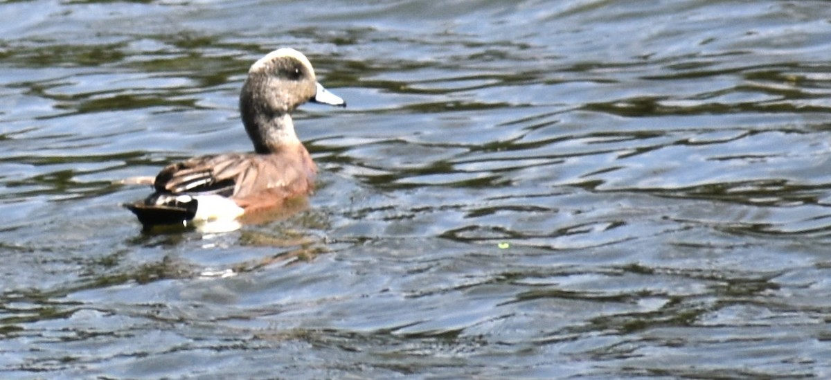 American Wigeon - ML617995515