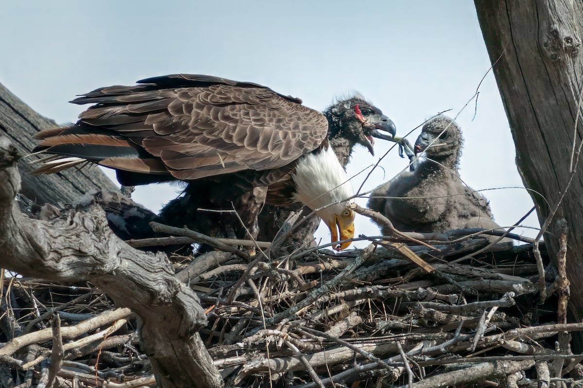 Bald Eagle - Rick Wilhoit