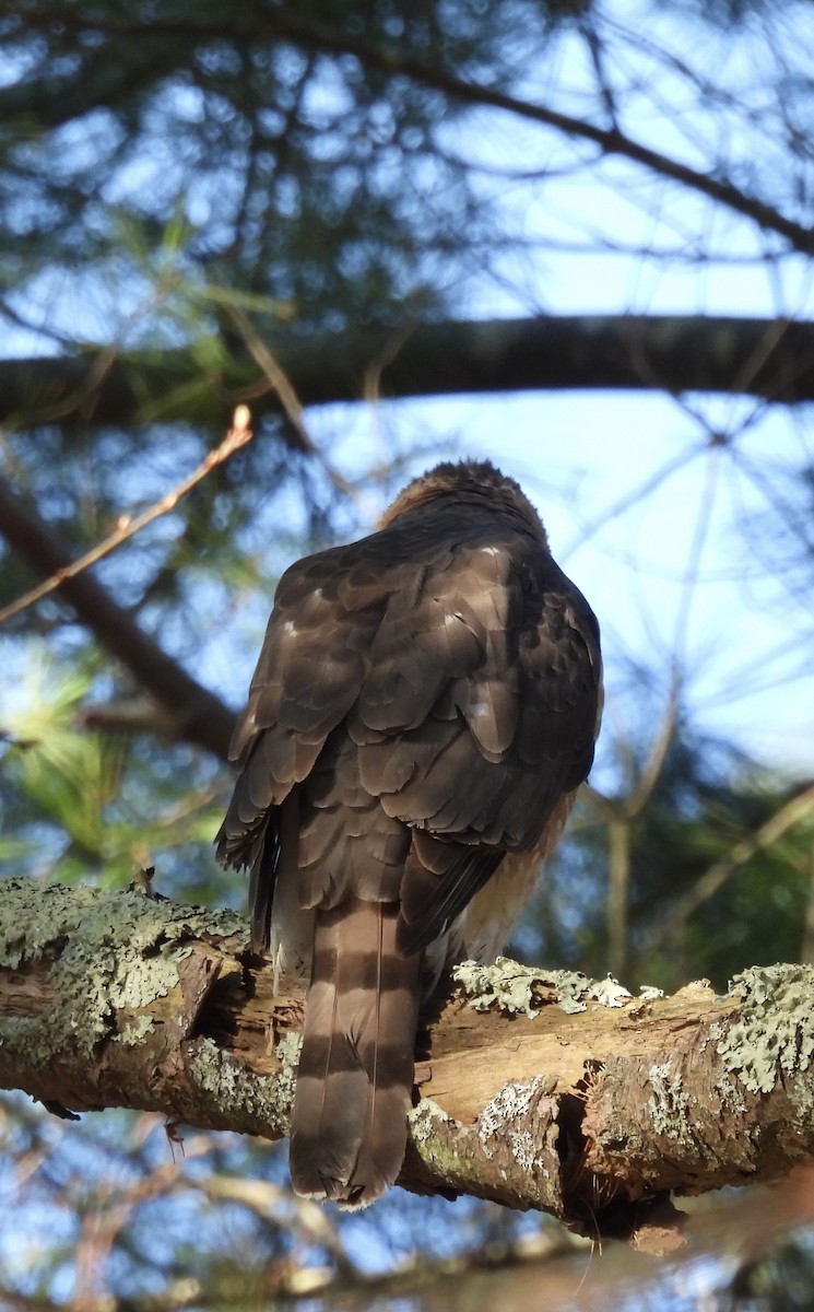 Cooper's Hawk - ML617995527