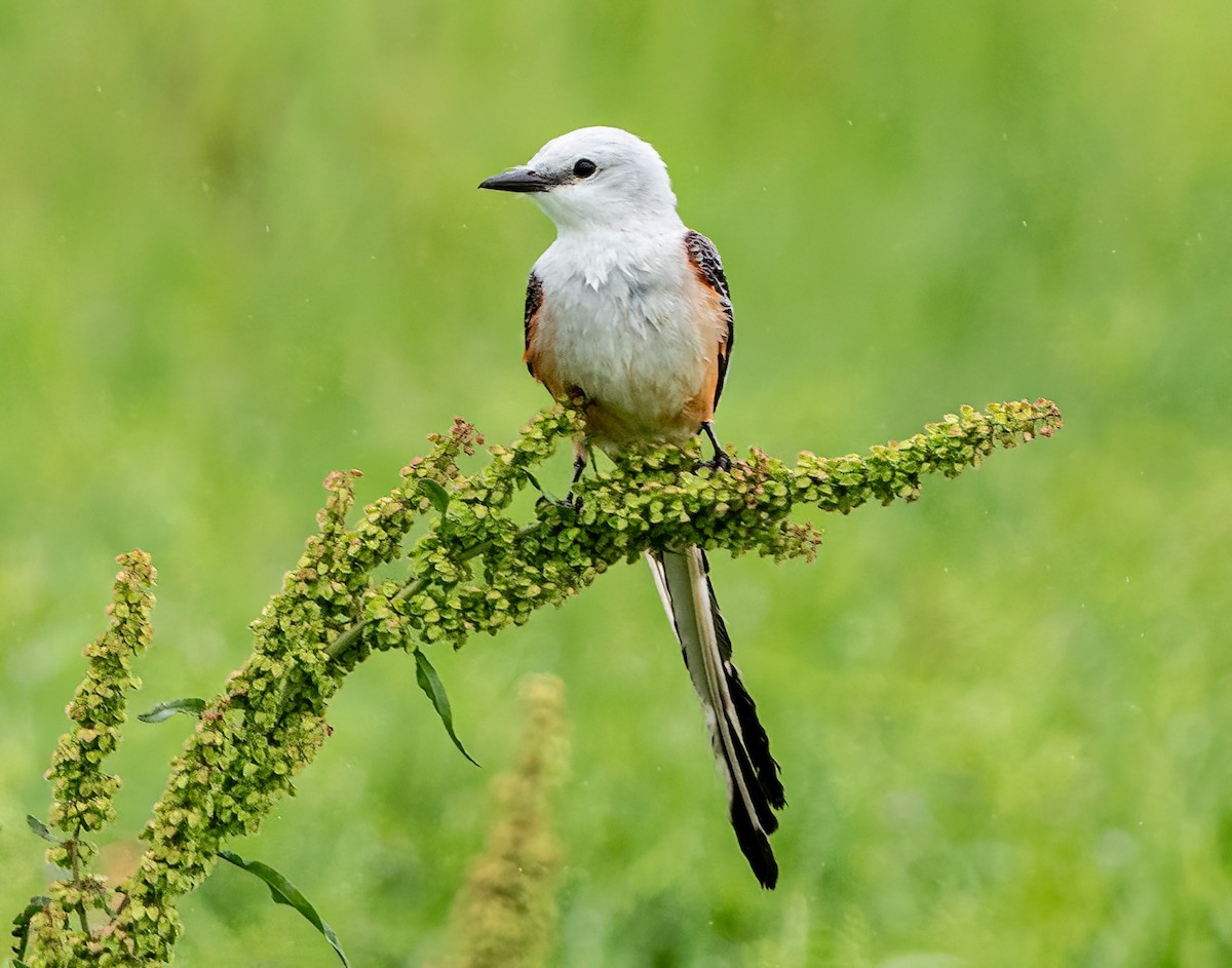 Scissor-tailed Flycatcher - ML617995530