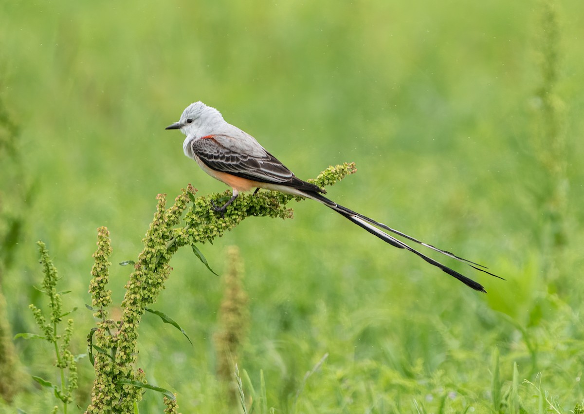 Scissor-tailed Flycatcher - ML617995533