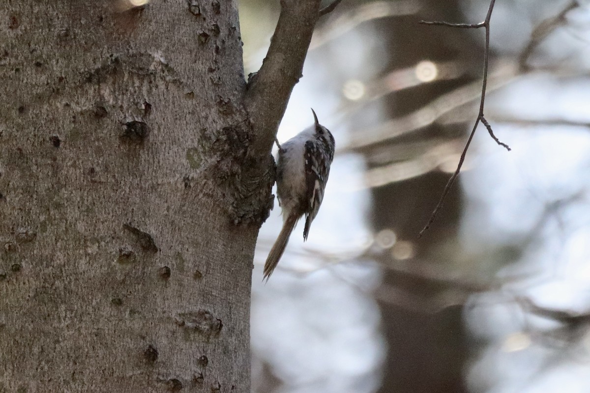 Brown Creeper - Liam Messier