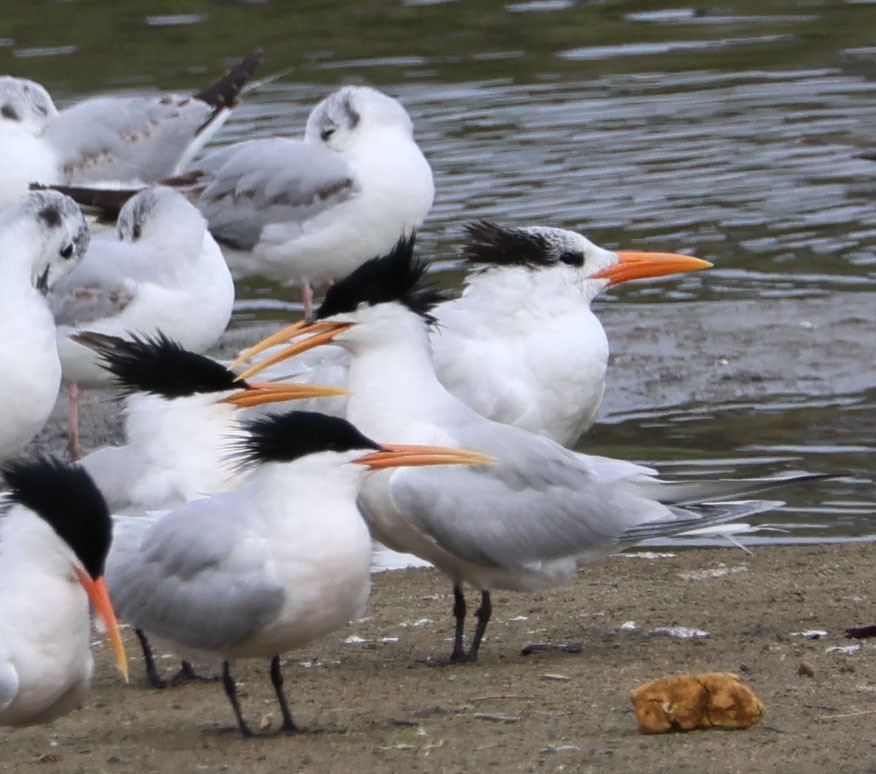 Royal Tern - ML617995711