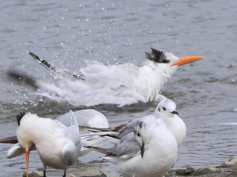 Royal Tern - ML617995712