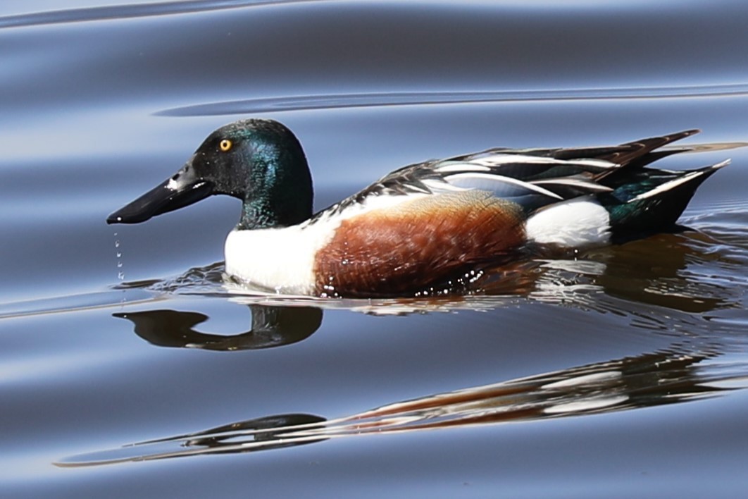 Northern Shoveler - ML617995749