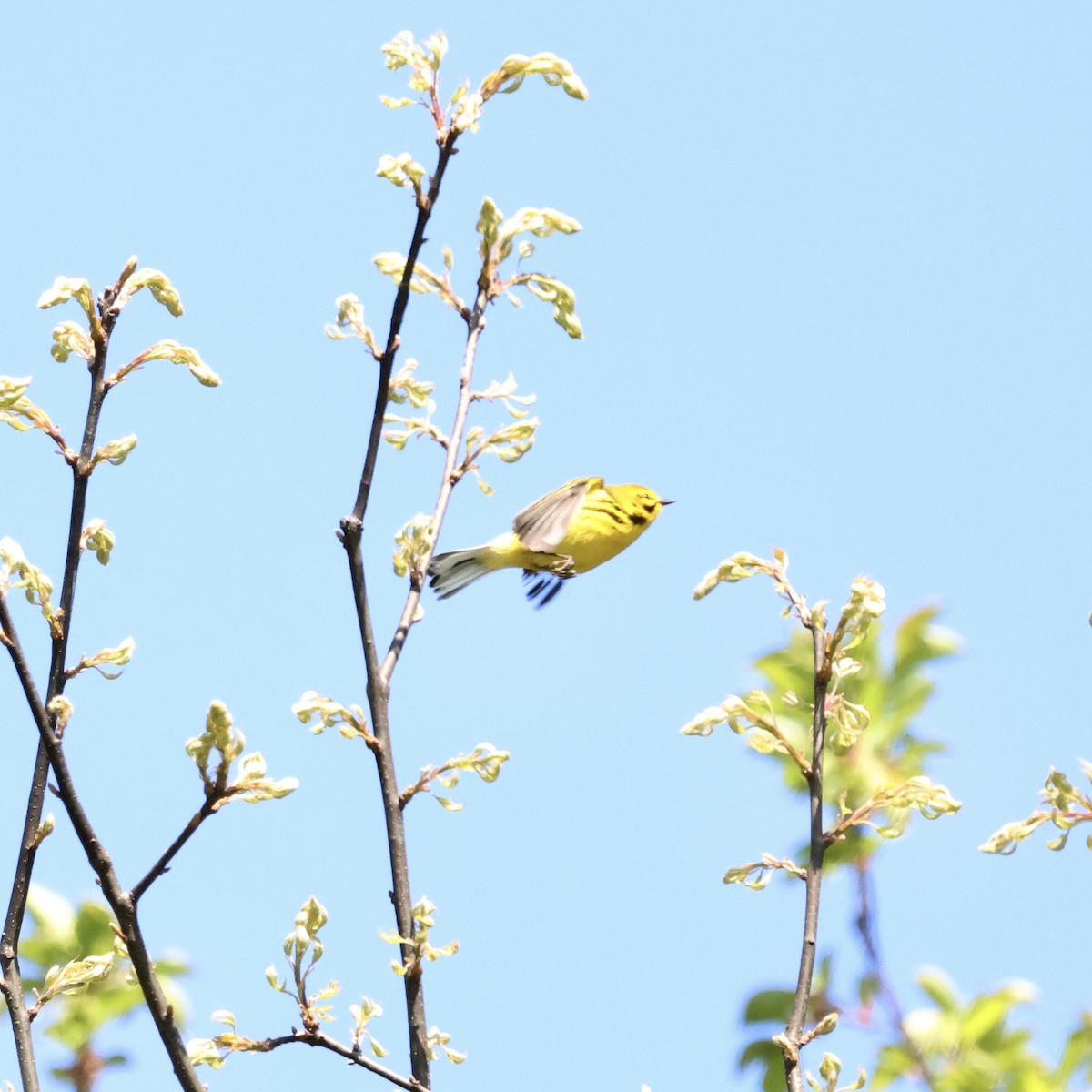 Prairie Warbler - Parsley Steinweiss