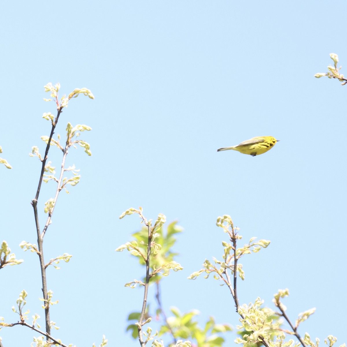 Prairie Warbler - ML617995759