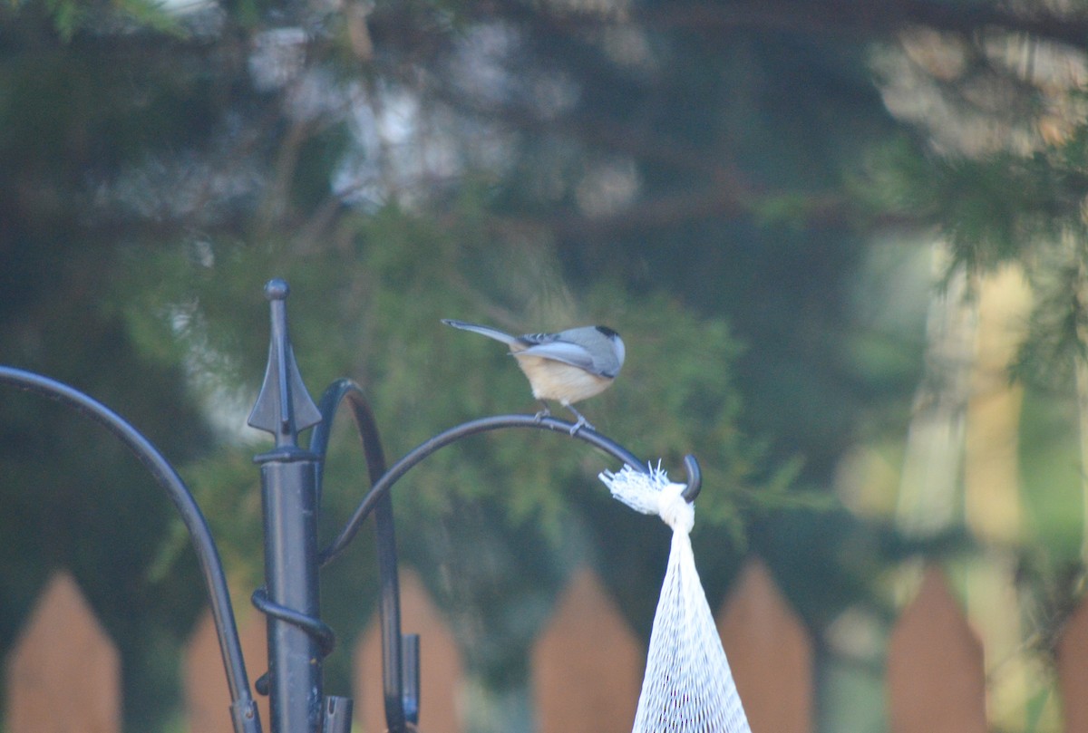 Carolina/Black-capped Chickadee - ML617995837