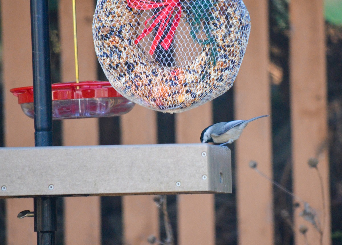 Carolina/Black-capped Chickadee - ML617995839