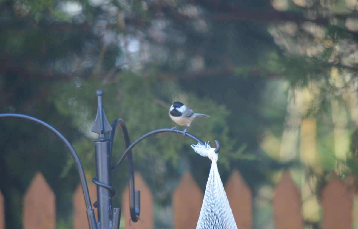 Carolina/Black-capped Chickadee - ML617995840