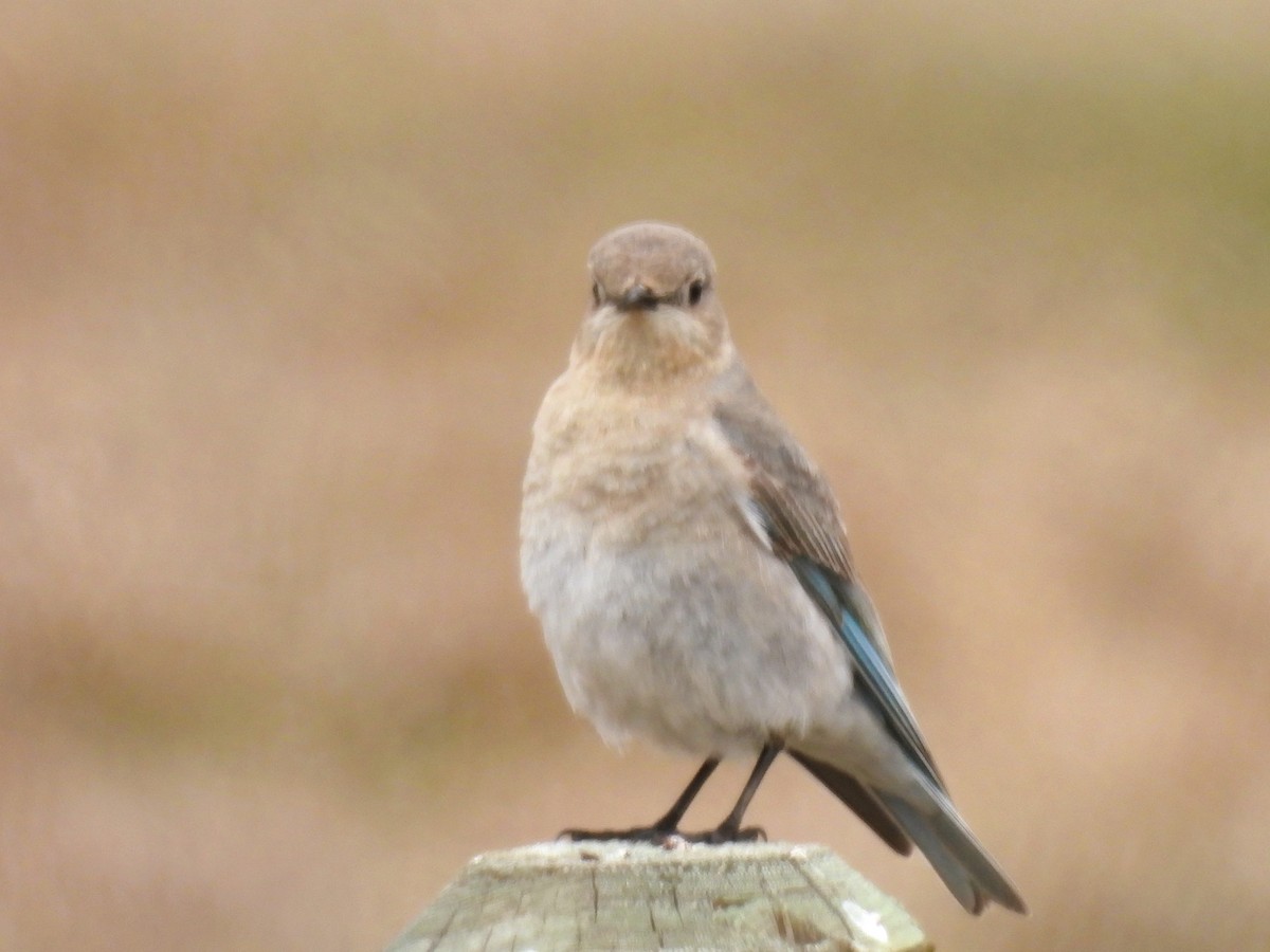 Mountain Bluebird - Pam Hawkes